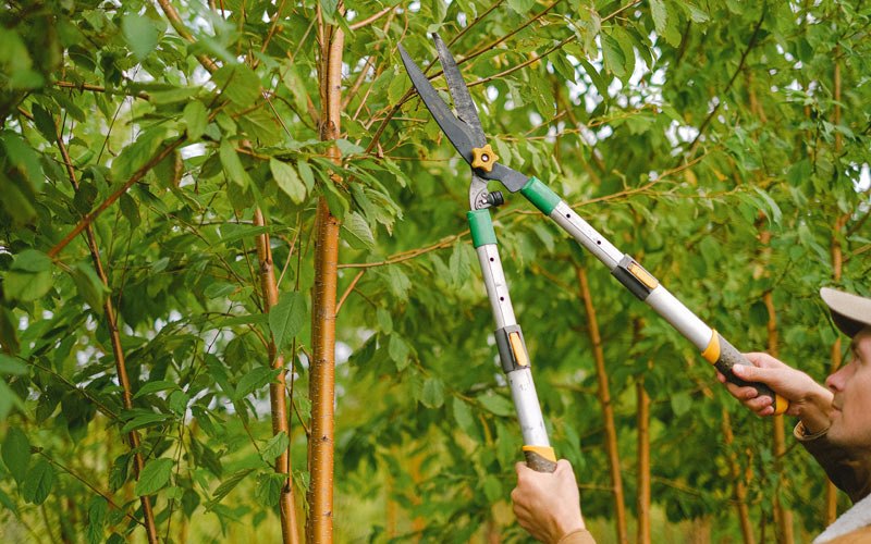 Tree trimming in Gates Mills, OH